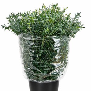 Euc. Parvifolia (Per Stem)