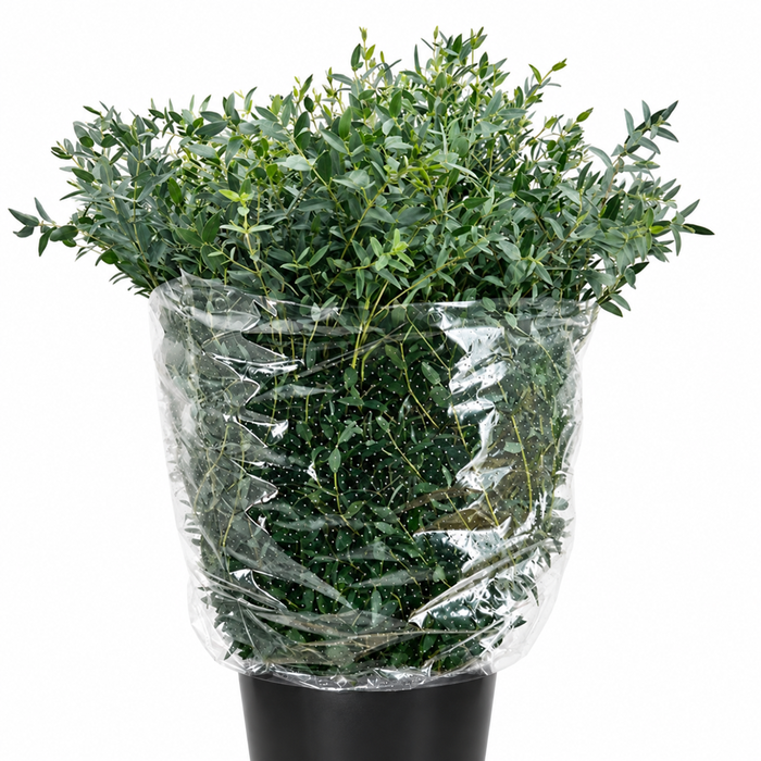 Euc. Parvifolia (Per Stem)