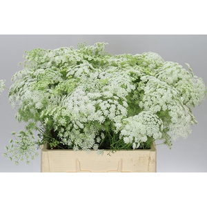 Ammi Majus