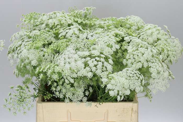 <h4>Ammi Majus</h4>