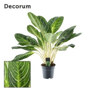 Aglaonema Keylime (Decorum)