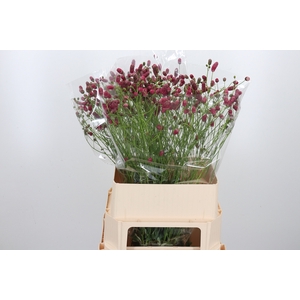 Sanguisorba O Arnhem