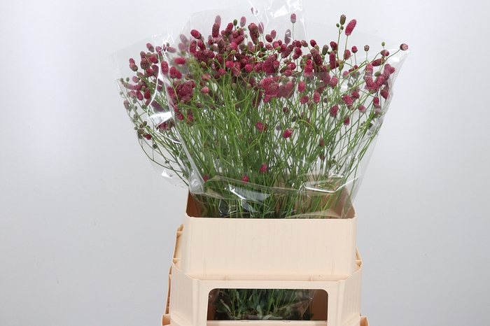 <h4>Sanguisorba O Arnhem</h4>