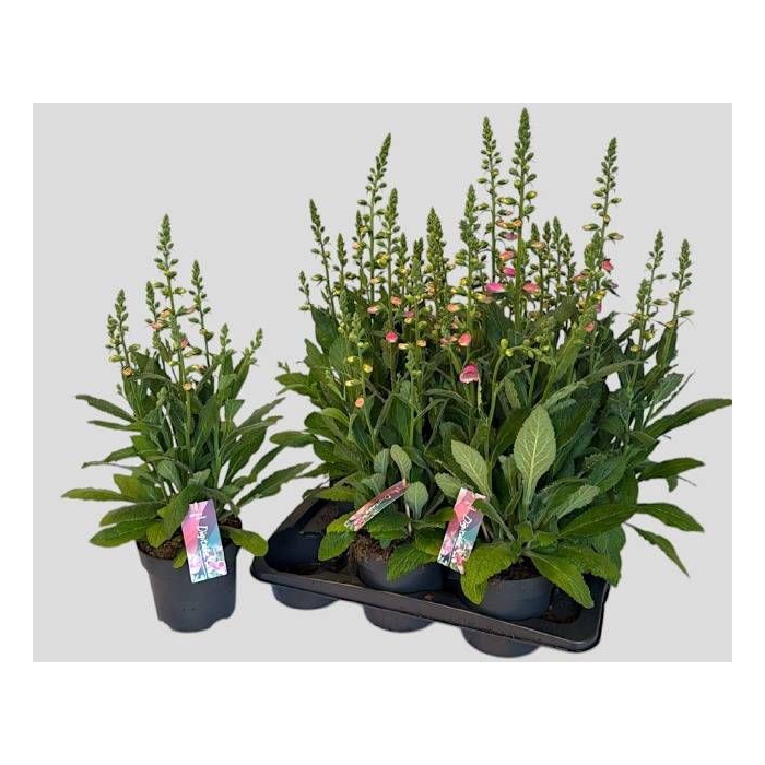 <h4>DIGI PU HANABEE ROSE</h4>