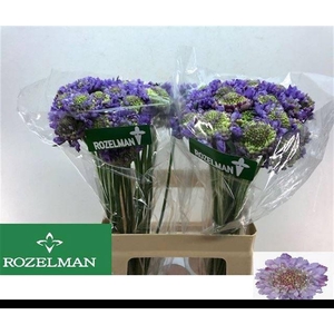 SCAB AT LAVEND SCOOP