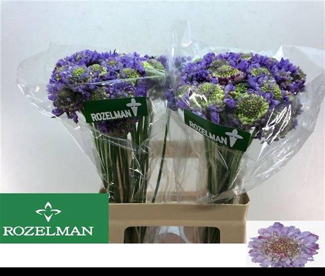 <h4>SCAB AT LAVEND SCOOP</h4>