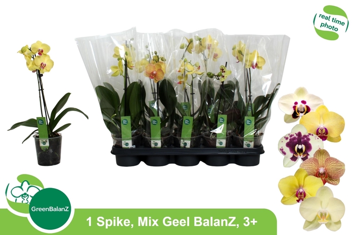 <h4>PHAL OV GEEL</h4>