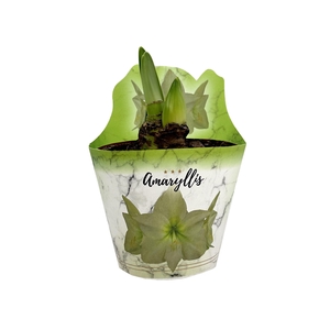 HIPPEAS EXTRA LEMON STAR P14