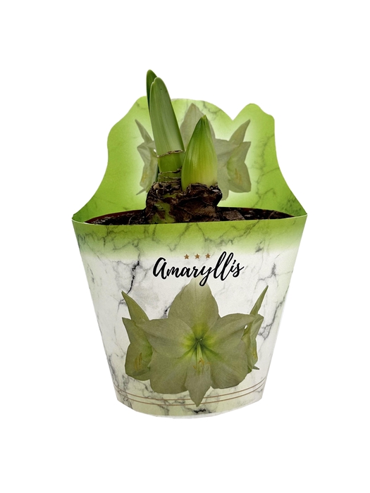 <h4>HIPPEAS EXTRA LEMON STAR P14</h4>