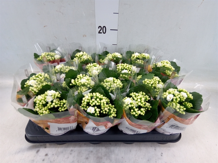 <h4>Kalanchoe blos. 'RosDon Dione'</h4>