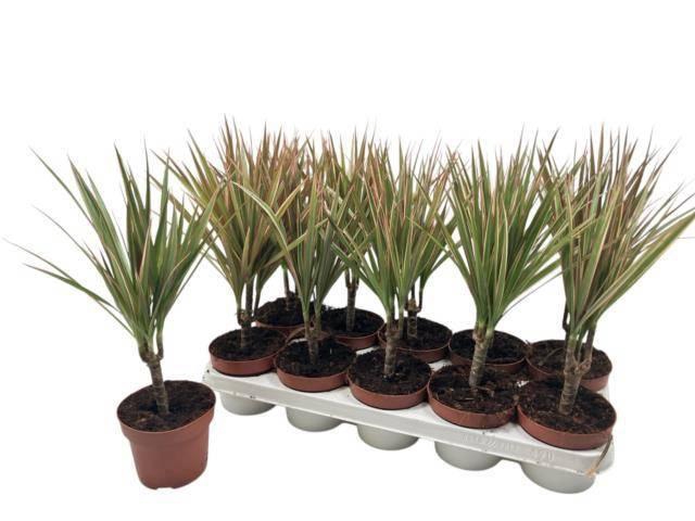 <h4>DRA MARG BICOLOR</h4>