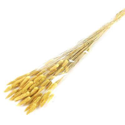 <h4>Df Lagurus Bs 50g/70cm O.yello</h4>