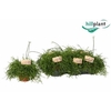 Rhipsalis Ba Oasis