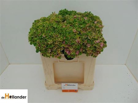 <h4>Hydr M Mag Coral Cl</h4>