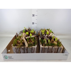 Arr.   Bol/Knolgewas L%