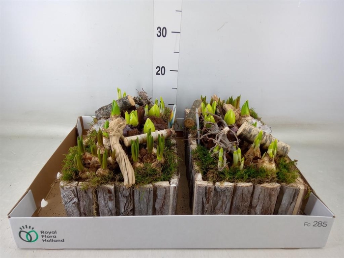 <h4>Arr.   Bol/Knolgewas L%</h4>