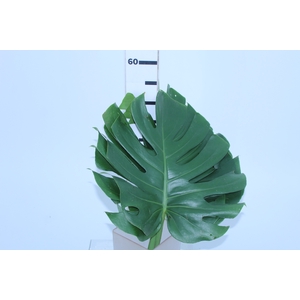 FOLHAGEM MONSTERA DELICIOSA 040 CM
