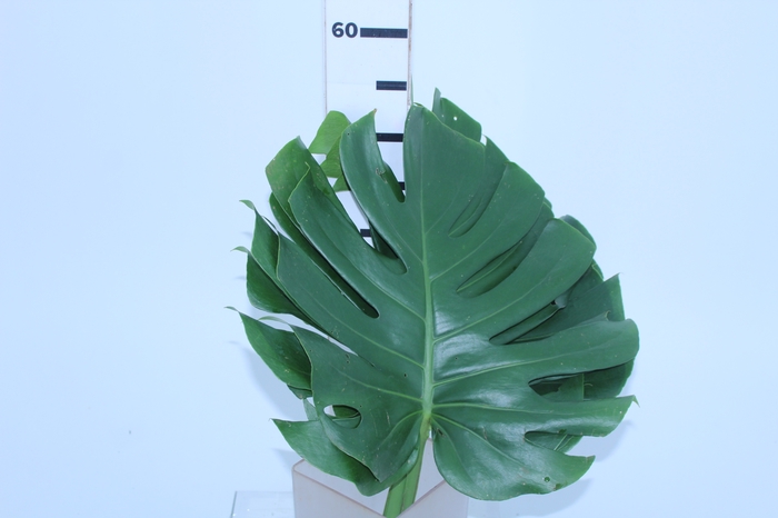 FOLHAGEM MONSTERA DELICIOSA 040 CM