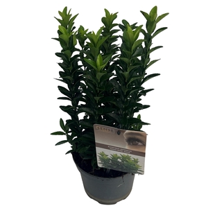 Euonymus jap. 'Green Spire' (Jean Hugues) sense C2