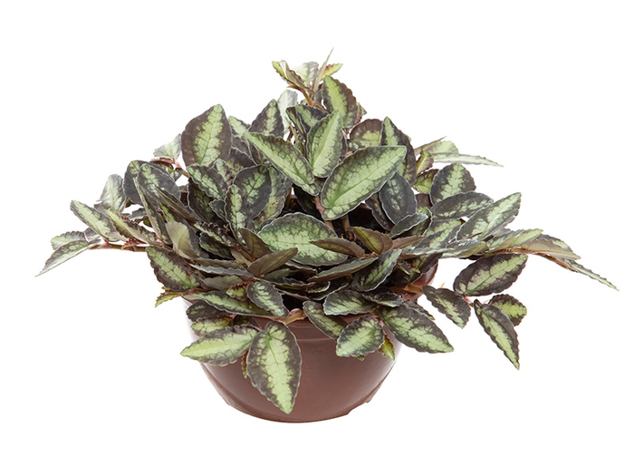 PELLIONIA REPENS C13