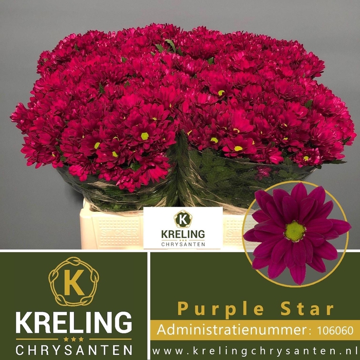 <h4>Chr T Purple Star</h4>