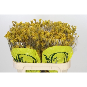 Anigozanthos Yellow Gem