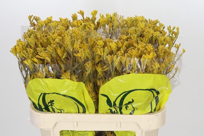 <h4>Anigozanthos Yellow Gem</h4>