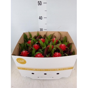 Guzmania  'Priscilla'