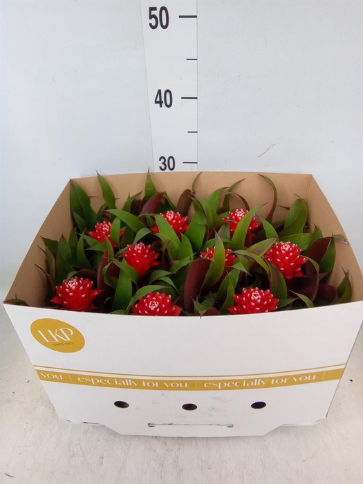 <h4>Guzmania  'Priscilla'</h4>