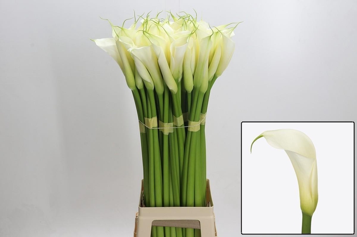 <h4>ZANT AE EYD WHITE</h4>