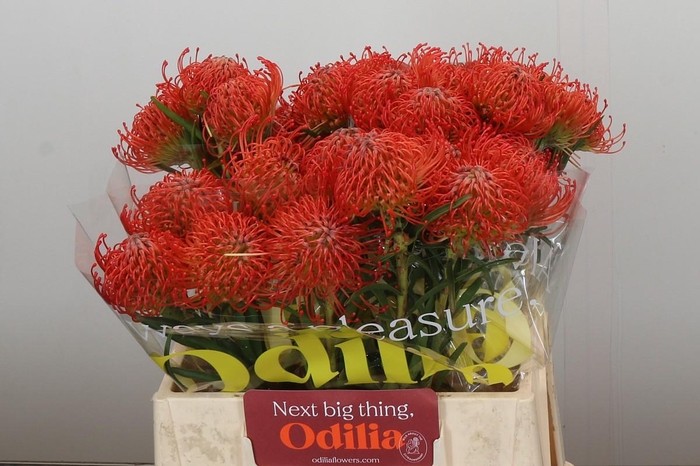 <h4>Nutans Succession</h4>