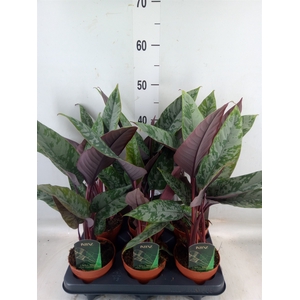 Apoballis acuminatissima