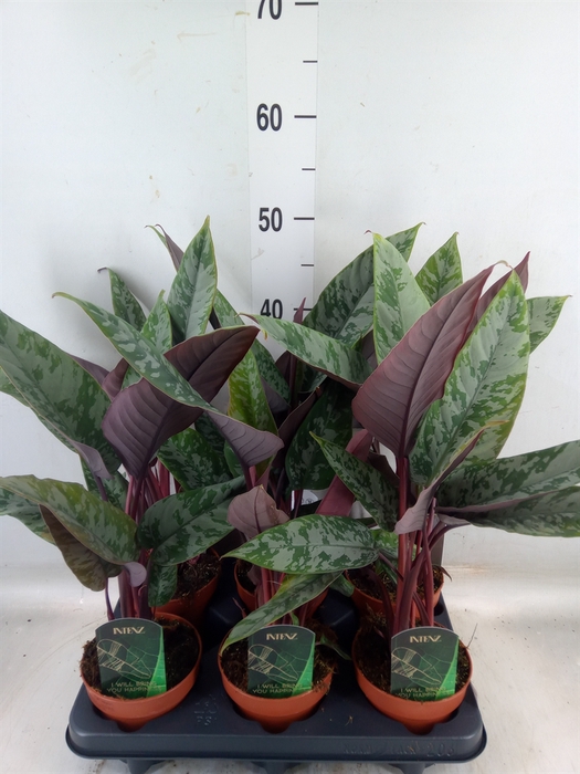 <h4>Apoballis acuminatissima</h4>