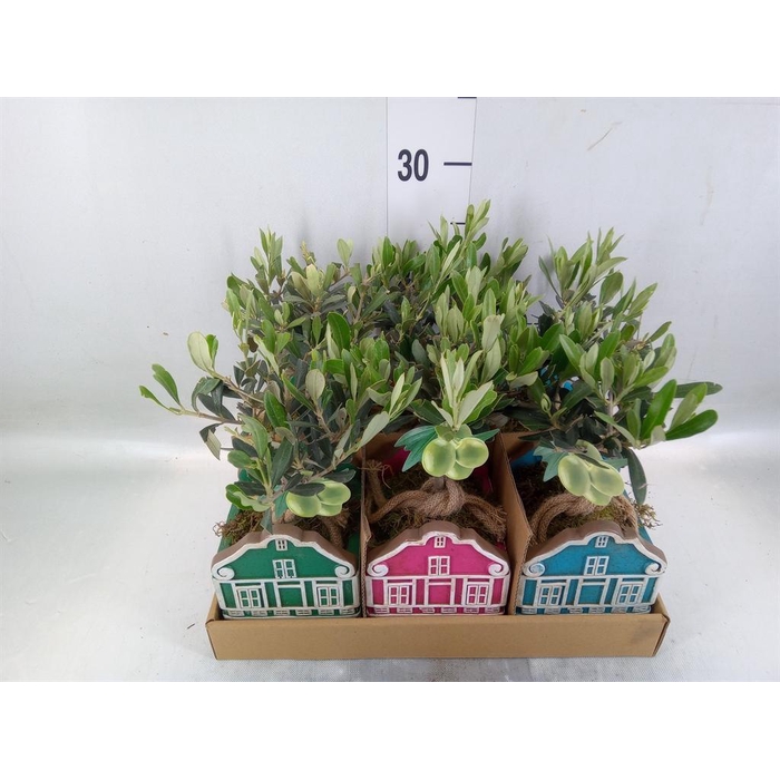 <h4>Arr.   Kamerplant Groen L%</h4>