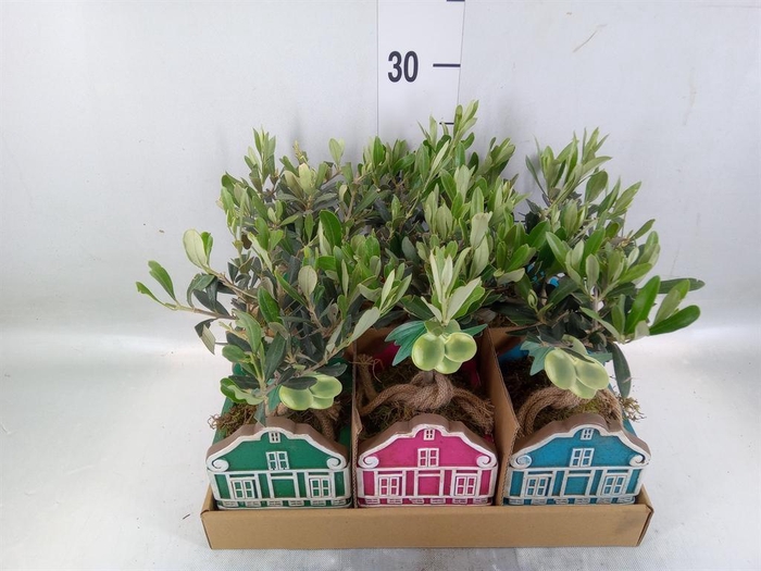 Arr.   Kamerplant Groen L%