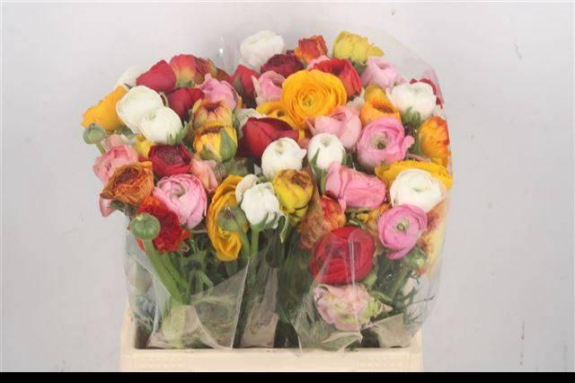 <h4>RAN GEM IN BOS</h4>