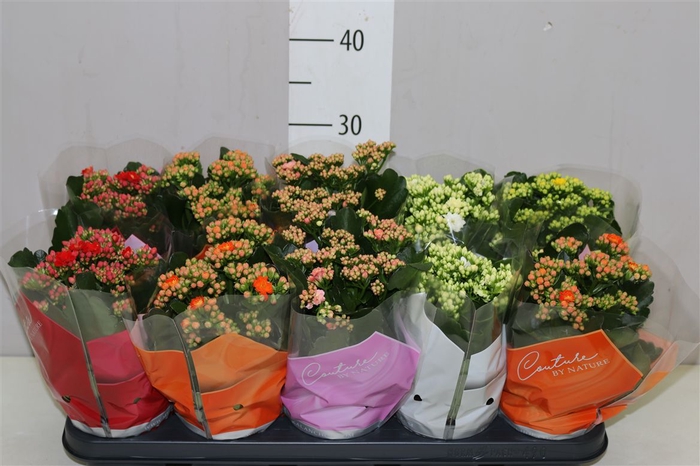 <h4>Kalanchoe Calandiva Mix</h4>