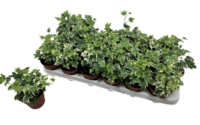 <h4>HED HE WHITE RIPPLE</h4>