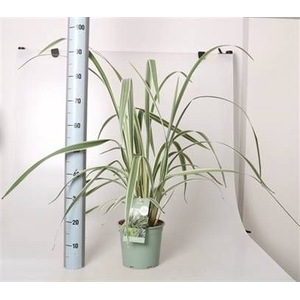 DIANELLA CAERULEA
