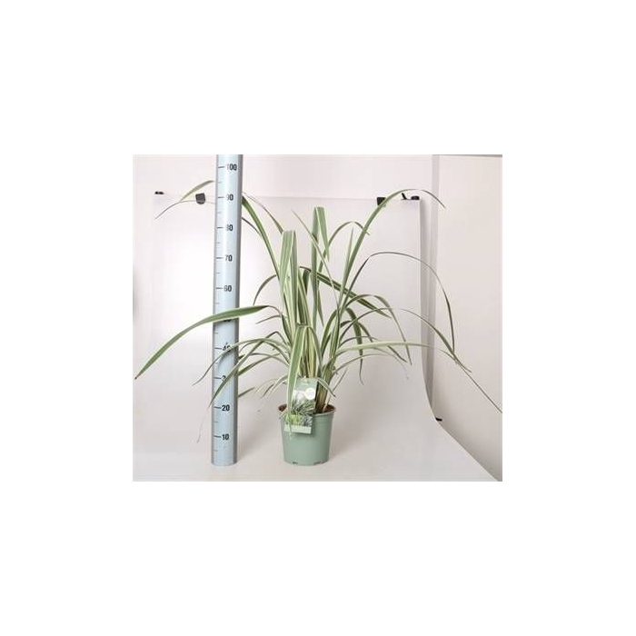 <h4>DIANELLA CAERULEA</h4>