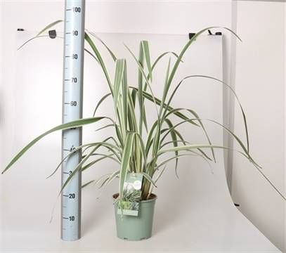 <h4>DIANELLA CAERULEA</h4>
