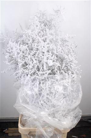 <h4>Asparagus Salv. Flock White</h4>