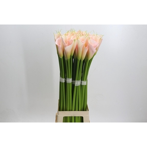 Zantedeschia Eydolls Salmon