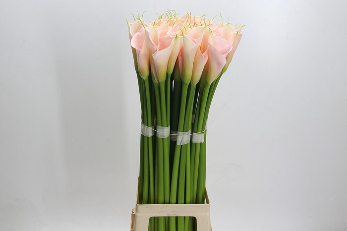 <h4>Zantedeschia Eydolls Salmon</h4>