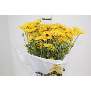 CRISANTEMO SANTINI CRATO 080 CM