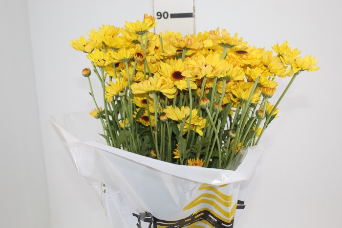 <h4>CRISANTEMO SANTINI CRATO 080 CM</h4>