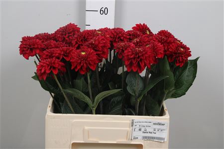 Dahl Red Fox