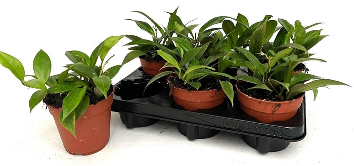 <h4>Hoya Sunrise</h4>