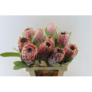 Protea Barbigera