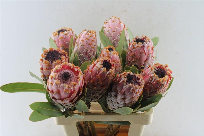 <h4>Protea Barbigera</h4>